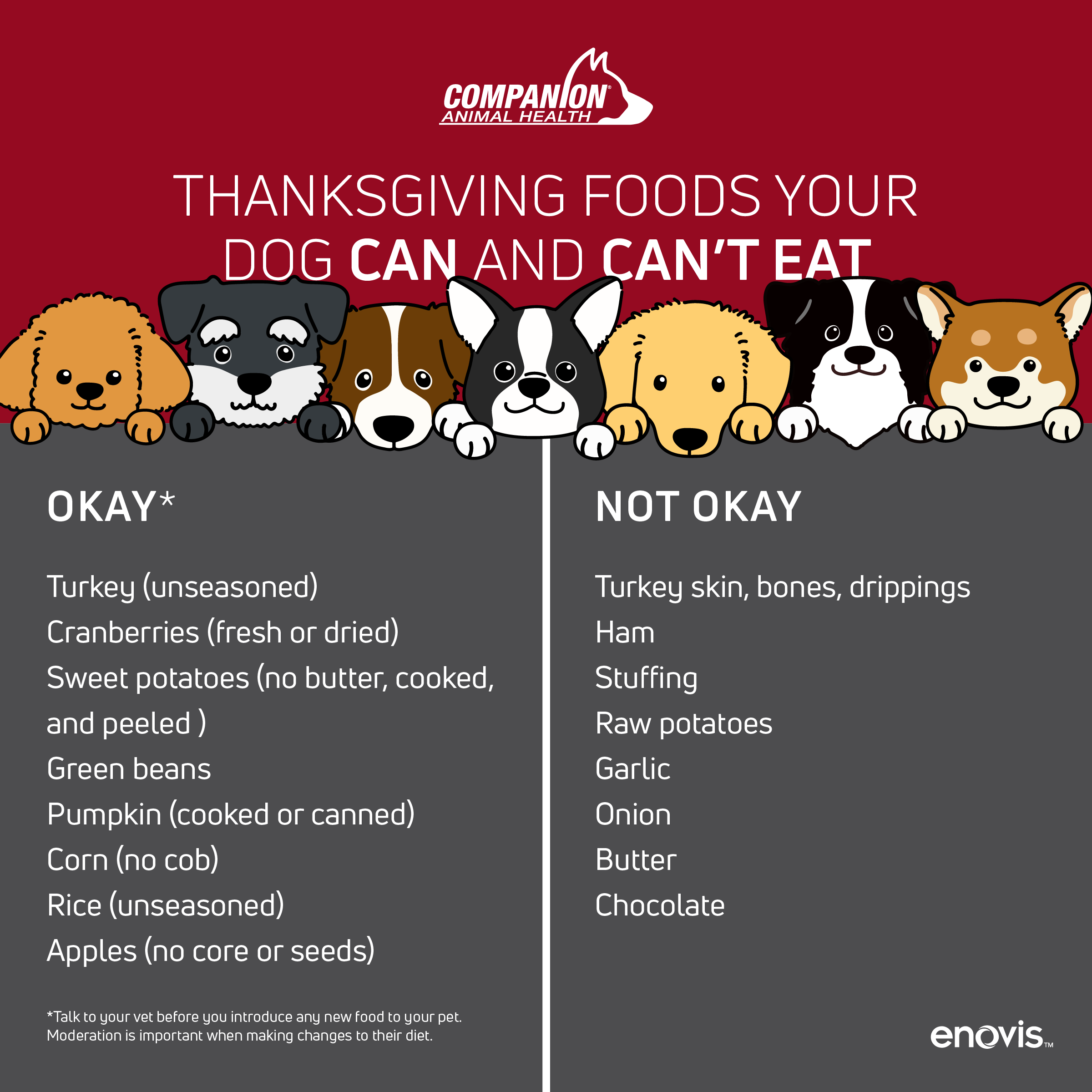 thanksgiving-pet-safety-tips-for-pet-owners-blog-companion-animal